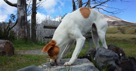 9 Must Know Reasons Why Dogs Arch Their Backs & What To。